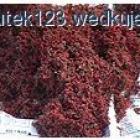Fotka nr 3 z 9