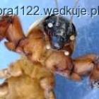 Fotka nr 5 z 20