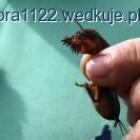 zdjęcie nr 7
