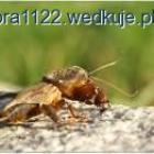 zdjęcie nr 11
