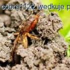 zdjęcie nr 15