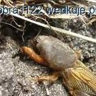 zdjęcie nr 10