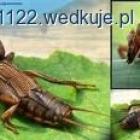 zdjęcie nr 8