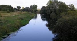 Krzna Kijowiec 1
