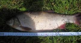 Jaź 40 cm złowiony na barwione robaki metodą pełnego zestawu 