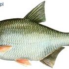 Krąp