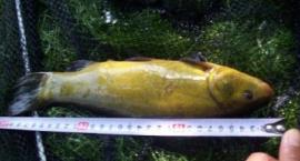 LINEK z płytkiej zatoczki.
  30cm