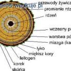 Przekrój i budowa pnie brzozy..