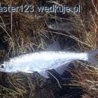 Fotka nr 2 z 5
