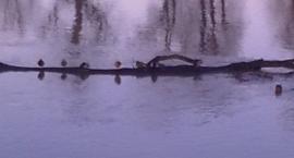 Odra i kaczki