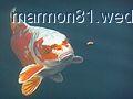 karp koi