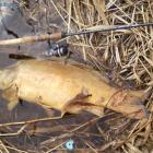 piękny karp ok 13 kg , niestety też nie przeżył