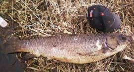 amur po zimie z braku wody i oczywiście tlenu ok 13 kg