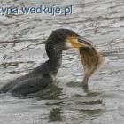 Fotka nr 1 z 5