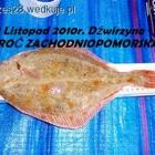zdjęcie nr 20