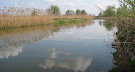 Gąsawka wiosną 2010
