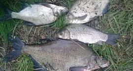 mój rekordowy leszcz złowiony na piaskach 56cm