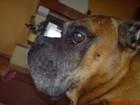 BRUTUS