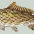 Karp
