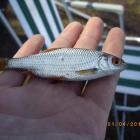 połotka 5 cm 