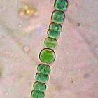 a oto winowajca 