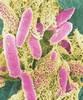 Bakterie-pałeczki okrężnicy (Escherichia coli).