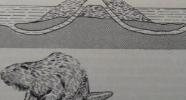 bóbr