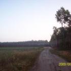 Mgiełka nad leśnym duktem