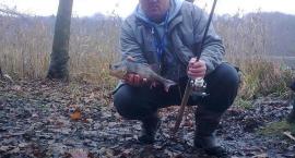 Okoń 35 cm.