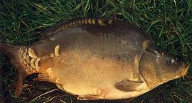 Karp którego złowiłem mierzył 50cm i warzył 7kg.