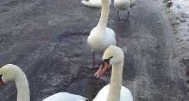 Fotka nr 0 z 6