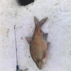 Sześćdziesiątak ponad 2 kilo 