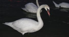 Fotka nr 0 z 2