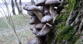 Fot nr.2 Boczniak ostrygowaty (Pleurotus ostreatus)