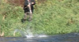 młynek