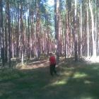 Lasy w okolicy Radzynia