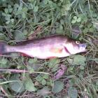 27,5 cm rekord :)