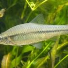 Czebaczek amurski