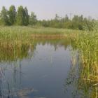 Staw 4