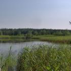 Staw 4