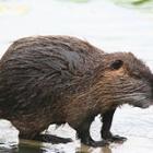 nutria