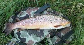 Ten 2-gi, 43cm z woblerka Salmo...