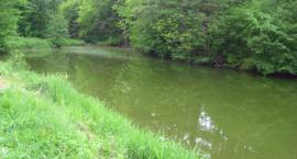 Staw 