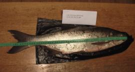 Boleń 3150g (zdaję sobie sprawę z żenującej formy tego zdjęcia)