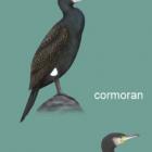 Kormoran