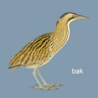 Bąk