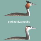 Perkoz dwuczuby
