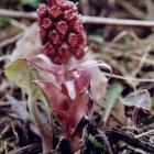 Lepiężnik różowy (Petasites hybridus)