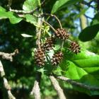 Olcha czarna (Alnus glutinosa Gaertn)