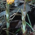 Podbiał pospolity (Tussilago farfara L.) 